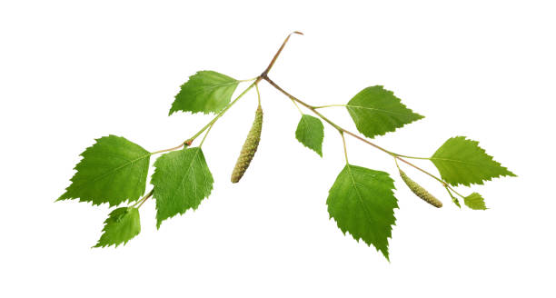 Birch branch with leaves and catkins isolated stock photo