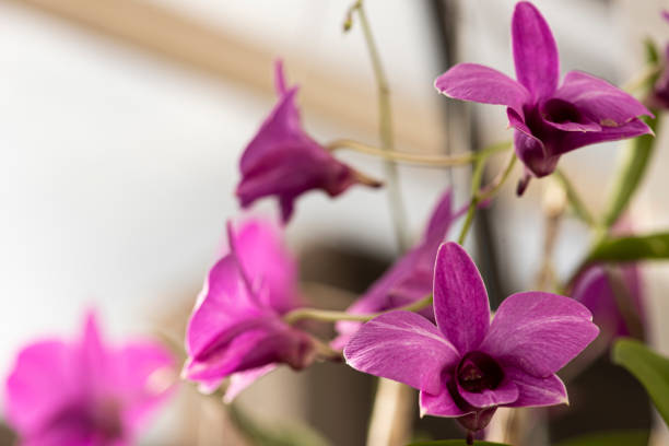 istock Colorful orchids on a beautiful background. 1253311575