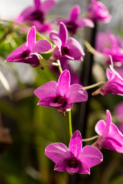 istock Colorful orchids on a beautiful background. 1253311576