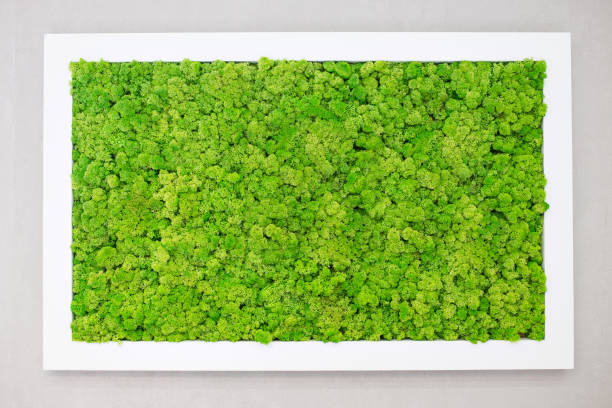muschio verde sul muro sotto forma di immagine. bella cornice bianca per un'immagine. ecologia - beautiful surface level leaf lush foliage foto e immagini stock