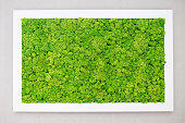 Green moss on the wall in the form of a picture. Beautiful white frame for a picture. Ecology