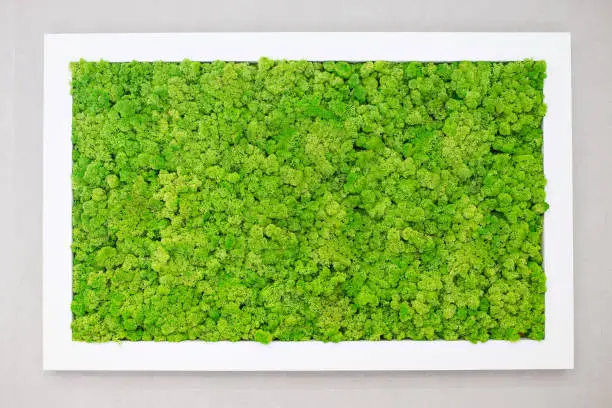 Photo of Green moss on the wall in the form of a picture. Beautiful white frame for a picture. Ecology