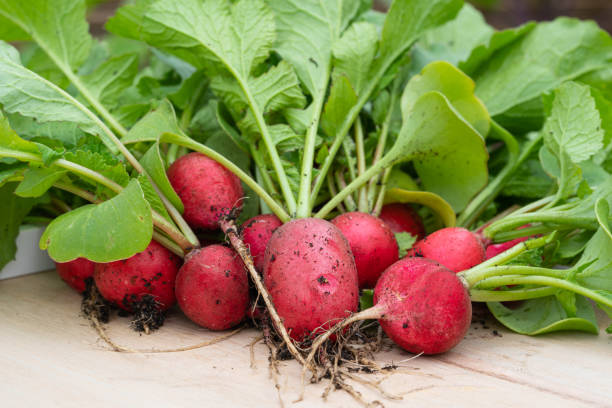 istock Redish just after harvesting with roots and leafes 1253315370