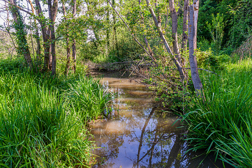 Stream with sunlight reflected in the water in a swampy terrain surrounded by thick grass, vegetation and trees with green foliage, sunny spring day in South Limburg, Netherlands Holland