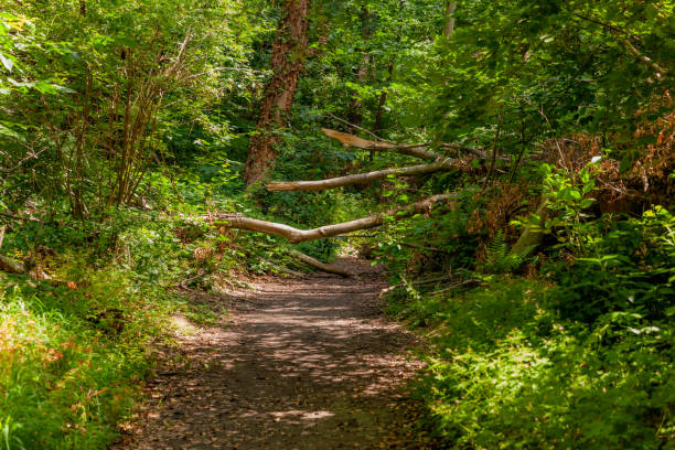 istock Tree trunks obstructing a pedestrian dirt road in the middle of the forest surrounded by trees 1253315501