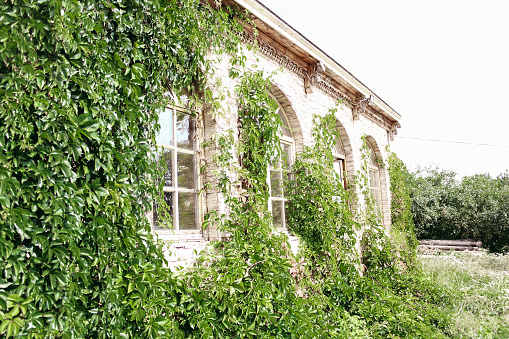 Brick house covered with ivy. Green leaves, semicircular windows.