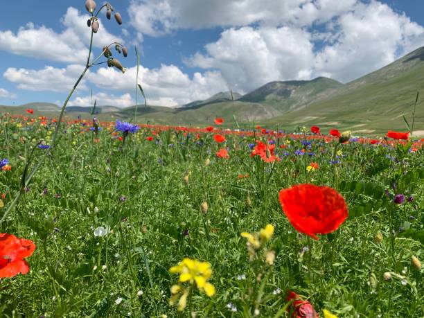 istock Flowering in Castelluccio 1253317279