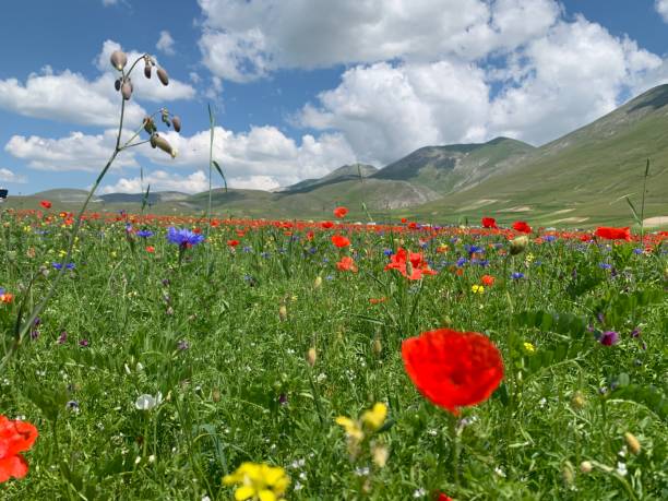 istock The splendid flowering of Castelluccio 1253317821