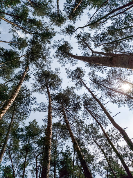 istock The sky through the pines 1253317850
