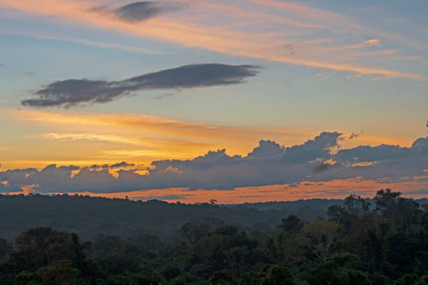 istock Early Morning Light Over the Amazon Rainforest 1253317929