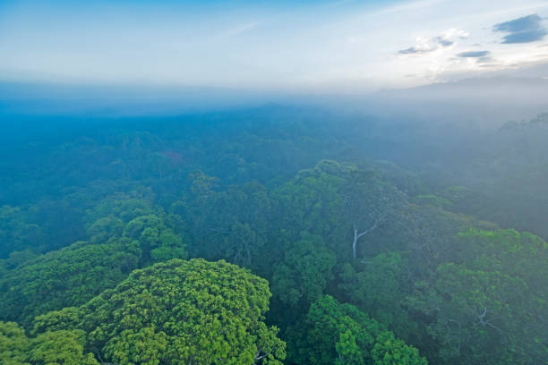 Looking Down on the Rainforest Canopy stock photo