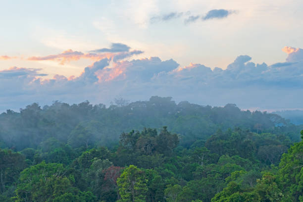 istock Morning Mist Rising Out of the Amazon Rainforest 1253317949