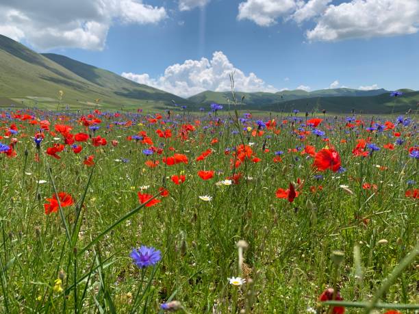 istock Flowering of Castelluccio 1253318254