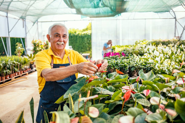 istock Senior man in glasshouse 1253318350