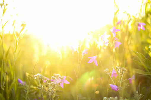 Small purple flowers are lit by the setting sun. Green grass. Background. Place for Copy-Space.