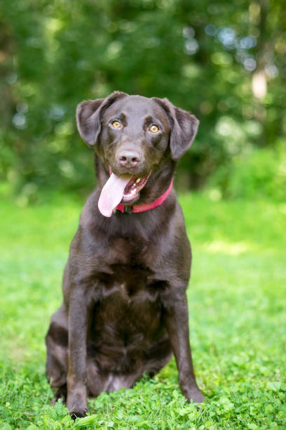 istock A Chocolate Labrador Retriever dog sitting outdoors with a happy expression 1253321183
