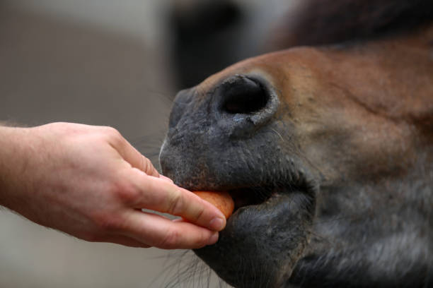 istock A horse eats a sweet carrot from his hands 1253321760
