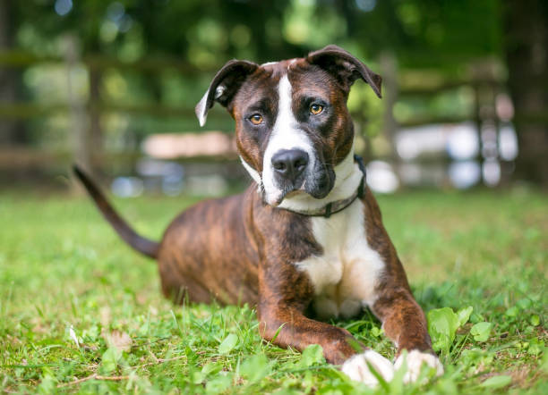 un brindle et blanc américain bulldog chien de race mixte se détendre dans l’herbe - american bulldog photos et images de collection