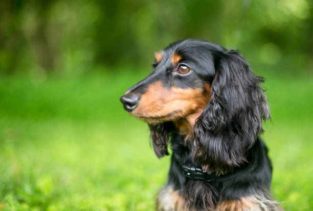 Profile of a black and red Long-haired Dachshund dog outdoors stock photo