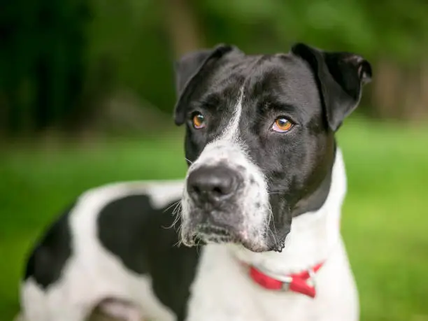 A black and white American Bulldog mixed breed dog outdoors