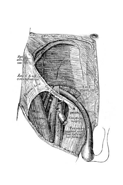 Topography of the groin and thigh region Illustration of a Topography of the groin and thigh region male reproductive system cross section stock illustrations