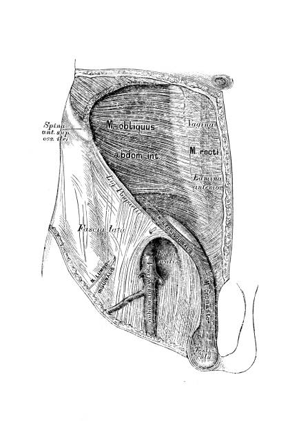 Topography of the groin and thigh region Illustration of a Topography of the groin and thigh region male reproductive system cross section stock illustrations