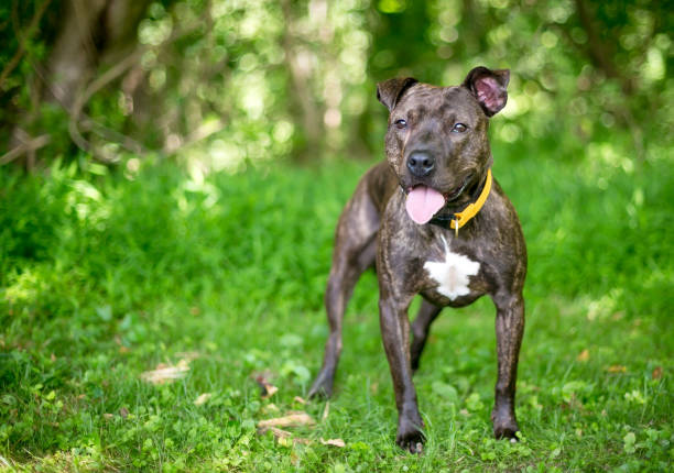 istock A brindle and white Pit Bull Terrier mixed breed dog standing outdoors 1253322075