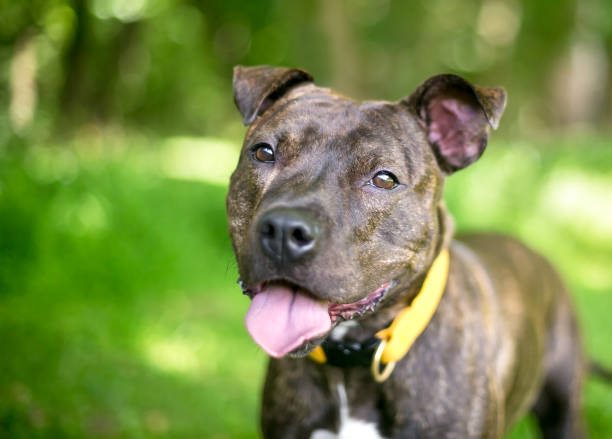 istock A brindle and white Pit Bull Terrier mixed breed dog with a happy expression 1253322085