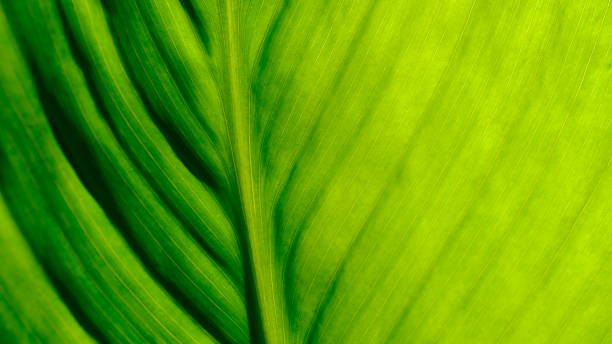 istock Leaves of plants 1253322096