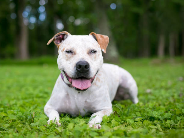 istock A Terrier x German Shorthaired Pointer mixed breed dog with red merle markings relaxing outdoors in the grass 1253322298