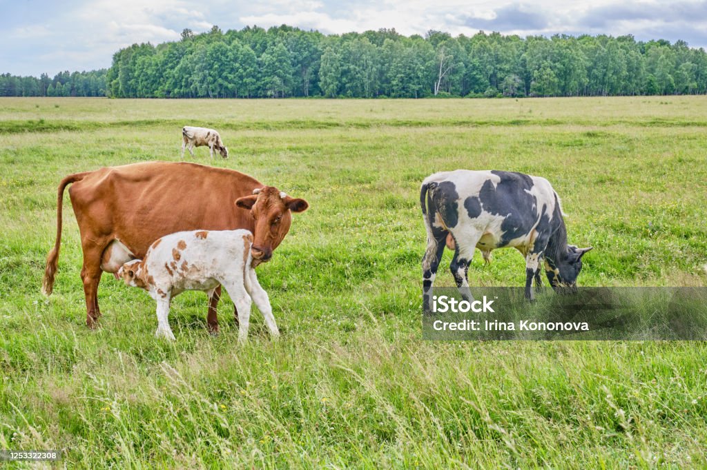 Sapi Many Anak Sapi Mengisap Susu Dari Puting Ambing Sapi Foto Stok - Unduh ...