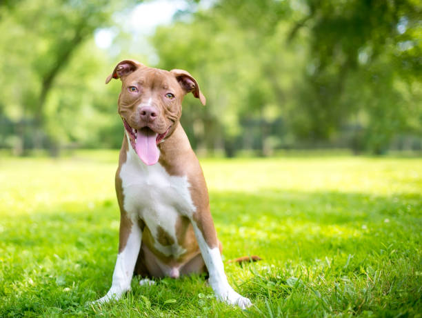 um cachorrinho terrier vermelho e branco bonito sentado ao ar livre - pit bull terrier - fotografias e filmes do acervo