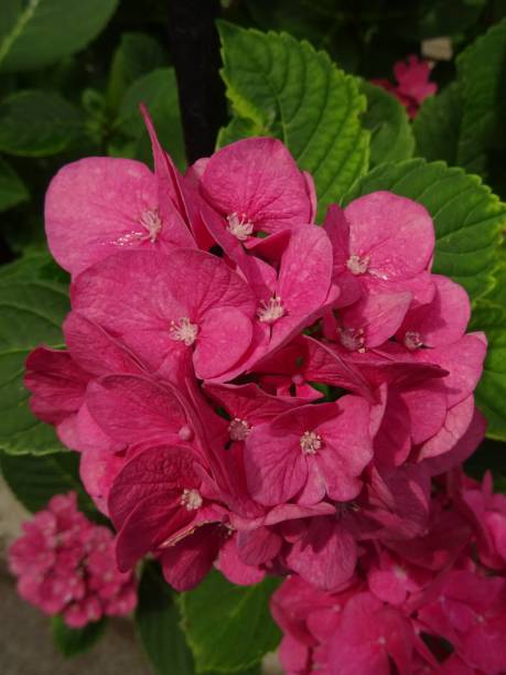 istock Blossoming hydrangea flower in a flowerbed 1253322359