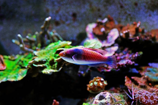 istock Blue face wrasse saltwater fish in aquarium 1253322398