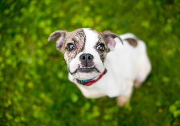 istock A cute Bulldog mixed breed puppy with an underbite 1253322401