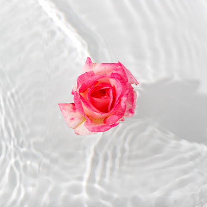 Beautiful rose petals macro with drop floating on surface of the water close up. It can be used as background. 

Flat lay, top view, copy space concept.