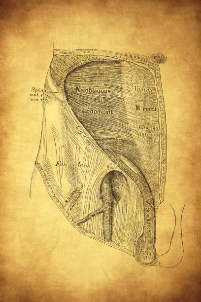 Topography of the groin and thigh region Illustration of a Topography of the groin and thigh region male reproductive system cross section stock illustrations