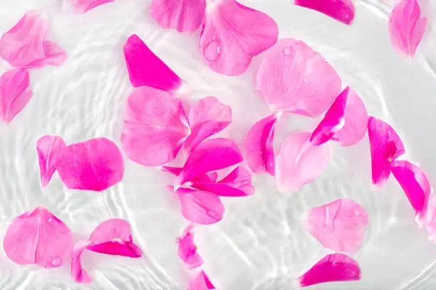 Photo of Beautiful rose petals macro with drop floating on surface of the water close up.