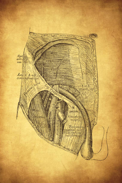Topography of the groin and thigh region Illustration of a Topography of the groin and thigh region male reproductive system cross section stock illustrations