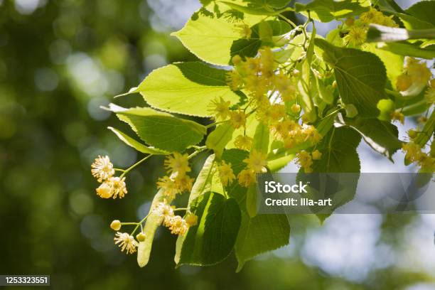 Wild Flowers In Nature Linden Stock Photo - Download Image Now - Lime Tree - Tilia, Tree, Abundance