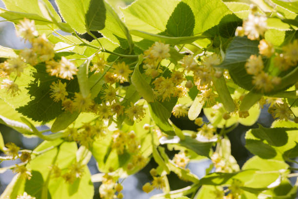 istock Wild flowers in nature - Linden 1253323559