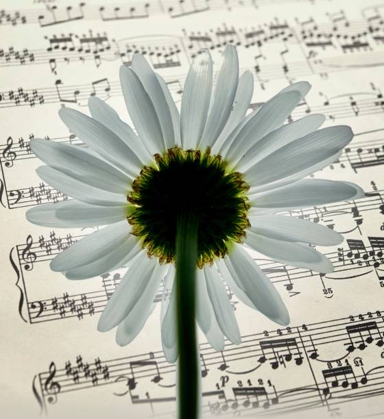 istock daisy flower on a beautiful background 1253324588