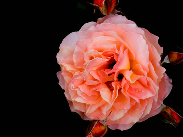 istock Top view of pink rose on dark background 1253324705