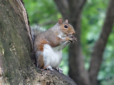 View of a eastern grey squirrel eating a nut on a tree branch in Central Park, New York