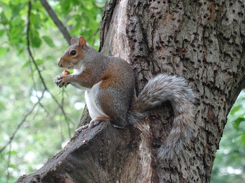 View of a eastern grey squirrel climbing over a metallic fence at Central Park in New York