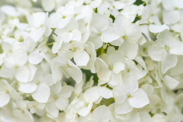 istock White flowers background. Flowers macro. 1253326008