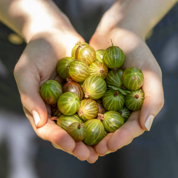 la donna tiene palmi pieni di uva spina fresca matura. da vicino. - gooseberry fruit growth green foto e immagini stock