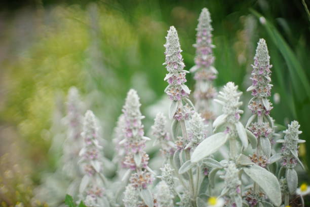 istock Stachys byzantina 'Silver Carpet' Lamb's Ears flowers 1253326821