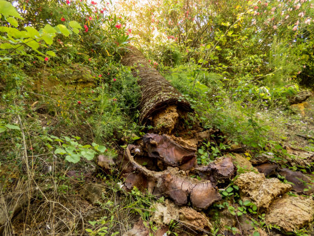 istock Dead palm tree laying on the ground in old abandoned park in Spain 1253328270