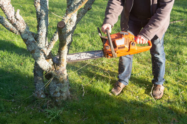 istock Lumberjack cutting branch with a chain saw 1253329764